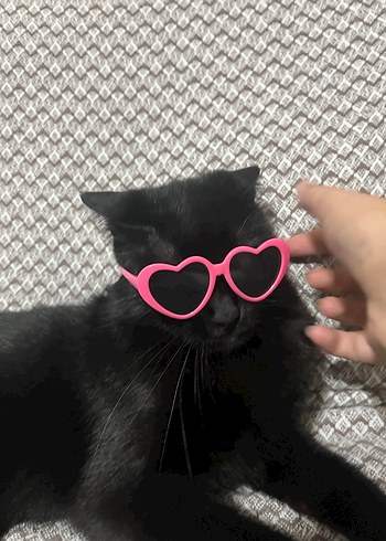  kedi köpek gözlük