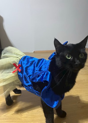 kedi köpek elbisesi