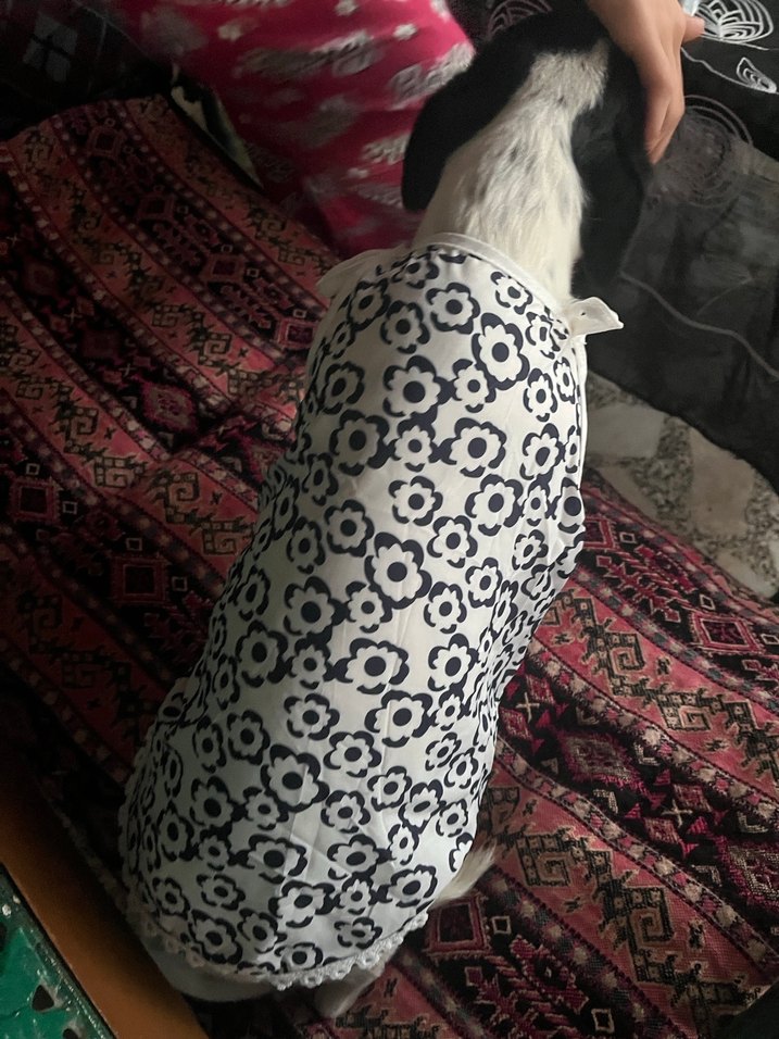 Köpek Kıyafeti - Görsel 3