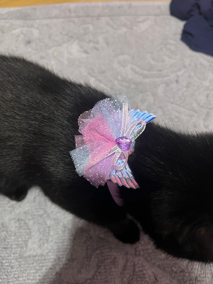 Kedi köpek tasması - Görsel 2