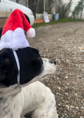 kedi köpek yılbaşı şapkası - Görsel 3