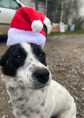 kedi köpek yılbaşı şapkası - Görsel 2