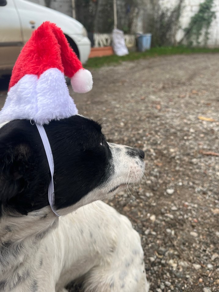 kedi köpek yılbaşı şapkası - Görsel 3