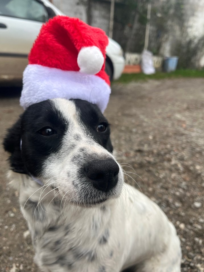 kedi köpek yılbaşı şapkası - Görsel 2