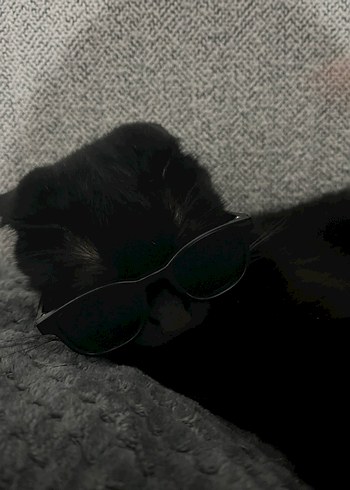 kedi köpek güneş gözlüğü - Görsel 2