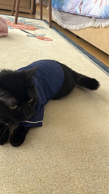 kedi kıyafeti - Görsel 3