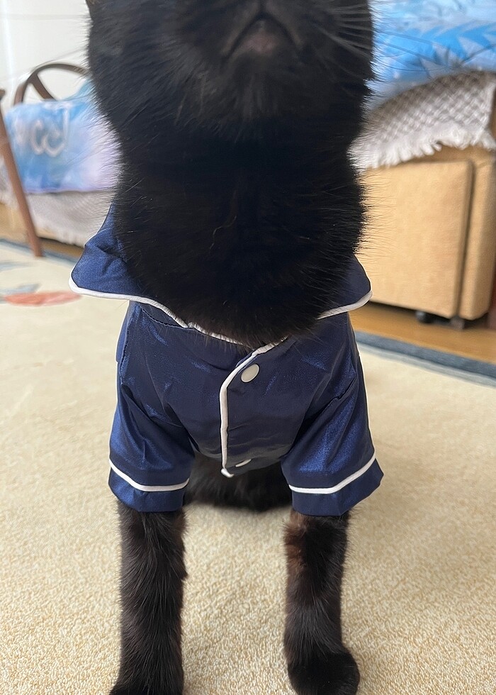 kedi kıyafeti - Görsel 2