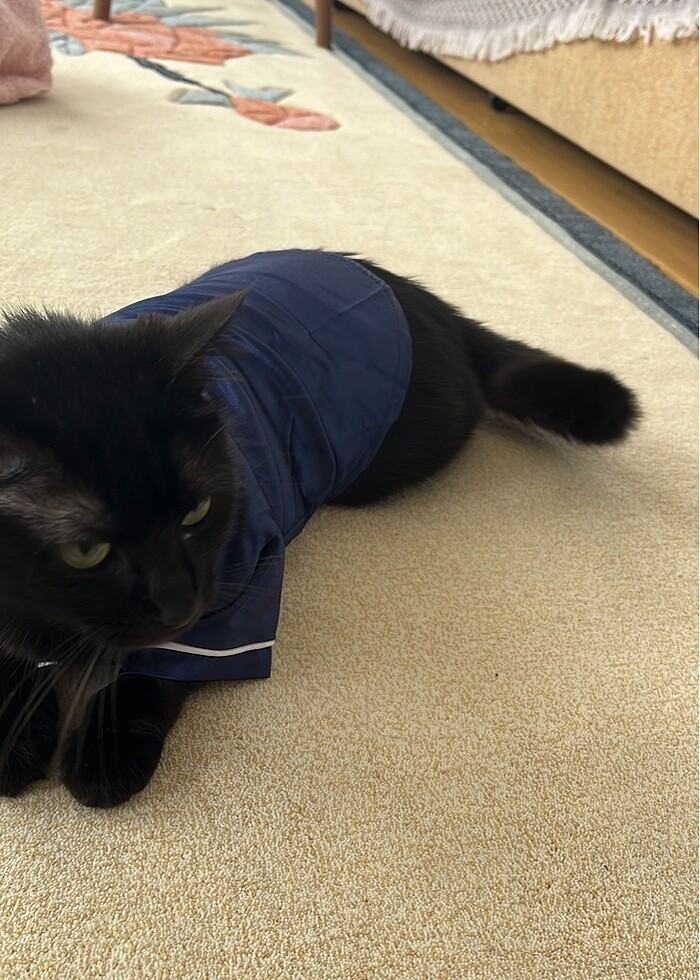 kedi kıyafeti - Görsel 3