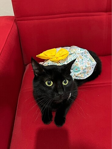  kedi kıyafetleri