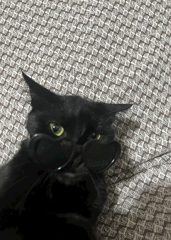 kedi köpek gözlük