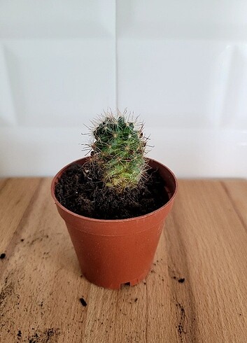 Mammillaria 