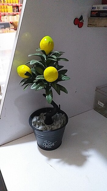 Beden Limon ağacı.