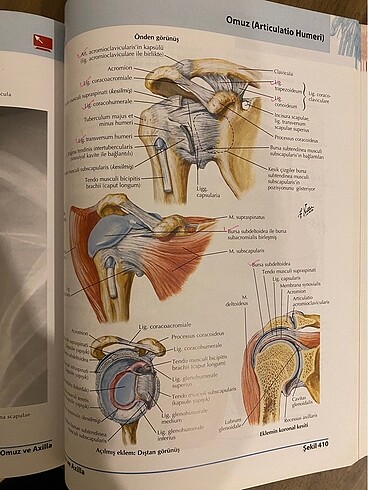  Beden Renk Netter insan anatomisi atlası