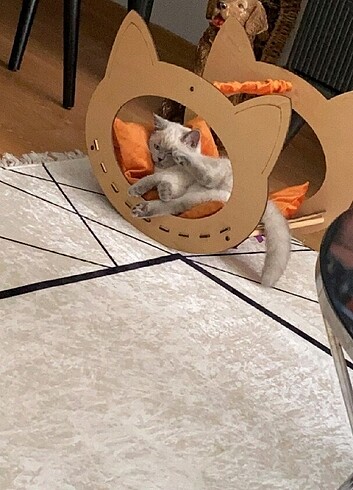 Temiz kedi salıncağı 
