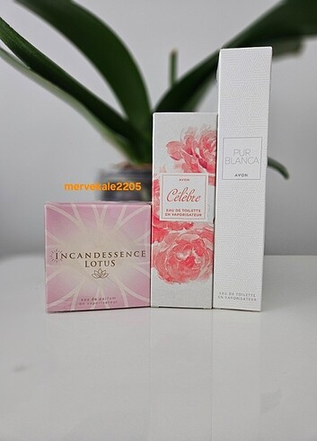 İncandessence lotus 