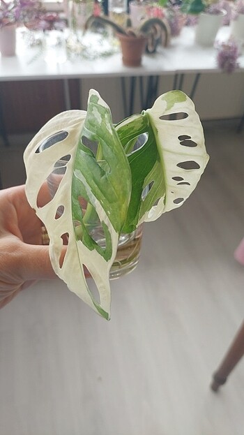 Monstera adansonii variegata 