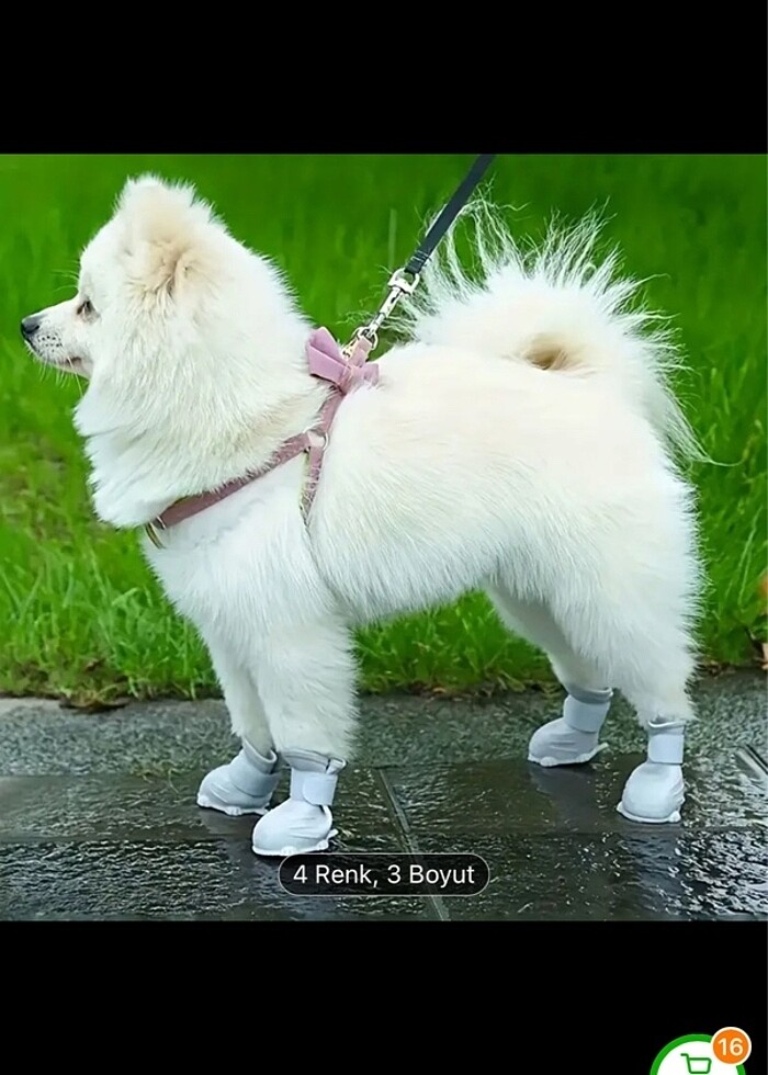 Köpek ayakkabısı - Görsel 4