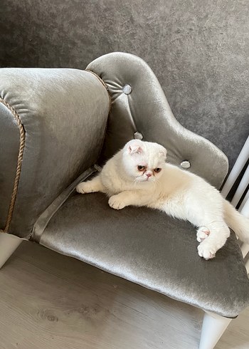 Gri Kadife Kedi/ köpek/ Çocuk Koltuğu