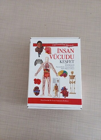 İnsan Vücudu İskelet Maketi 