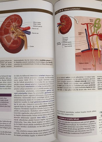 Junqueira Temel Histoloji Konu ve Atlas - Görsel 2