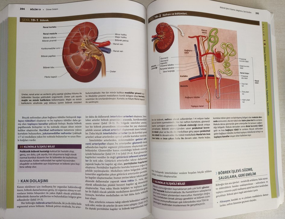 Junqueira Temel Histoloji Konu ve Atlas - Görsel 2
