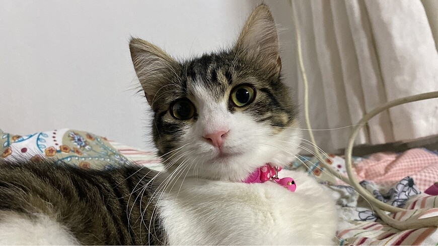Kedi ????