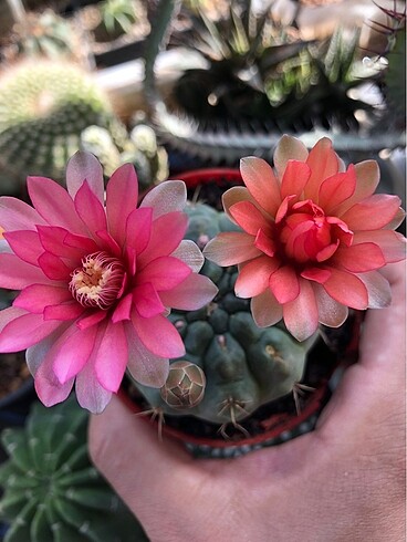 Gymno kaktüs