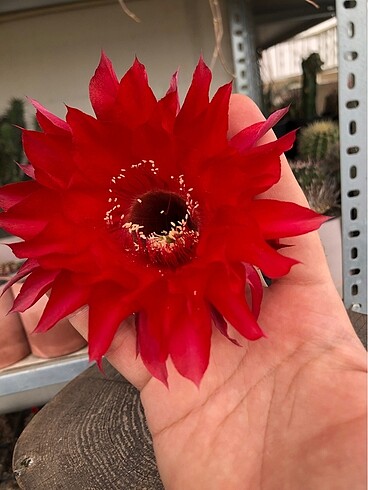 Echinopsis kaktüs