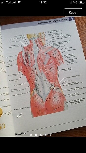  Netter anatomi atlası