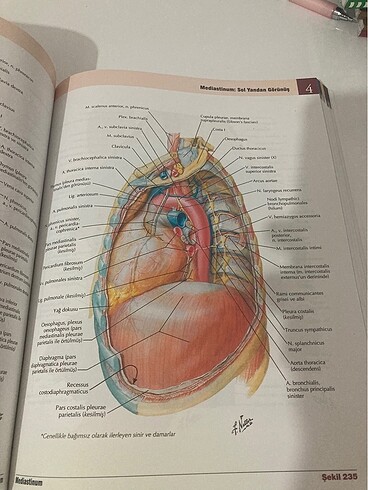  Netter insan anatomisi atlası