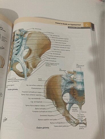  Beden Netter insan anatomisi atlası