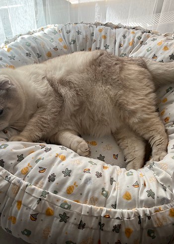 Beden Renk El yapımı kedi yatağı