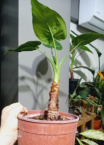 Alocasia cucculata 