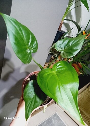 Diğer Alocasia cucculata 