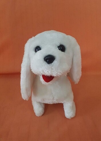 Sevimli Beyaz Köpek