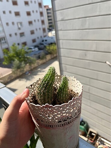 Kaktüs