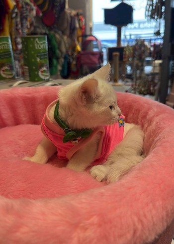 köpek kedi yatağı La vista - Görsel 2