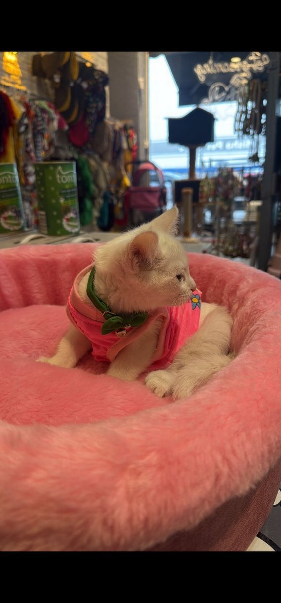 köpek kedi yatağı La vista - Görsel 2