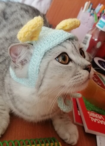 Kedi şapkası