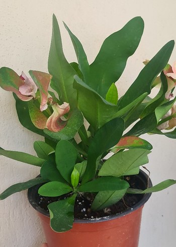 Euphorbia milii
