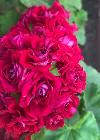 Canlı Pembe Gül Buketi