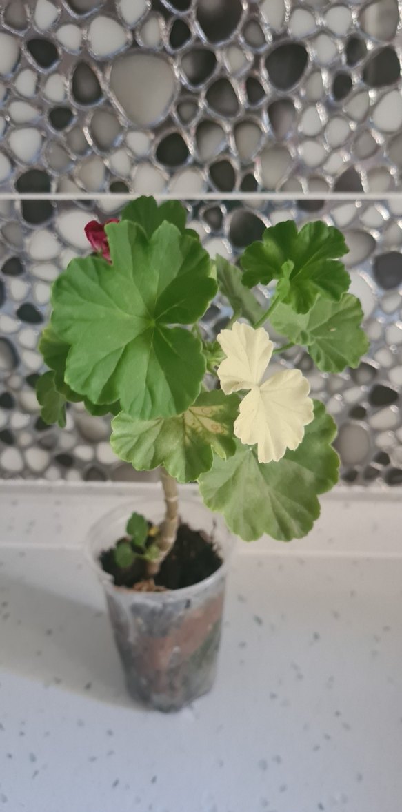 Canlı Pembe Gül Buketi - Görsel 3