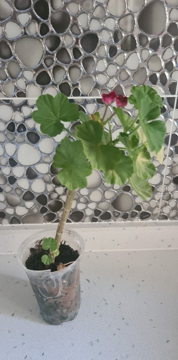 Canlı Pembe Gül Buketi - Görsel 2