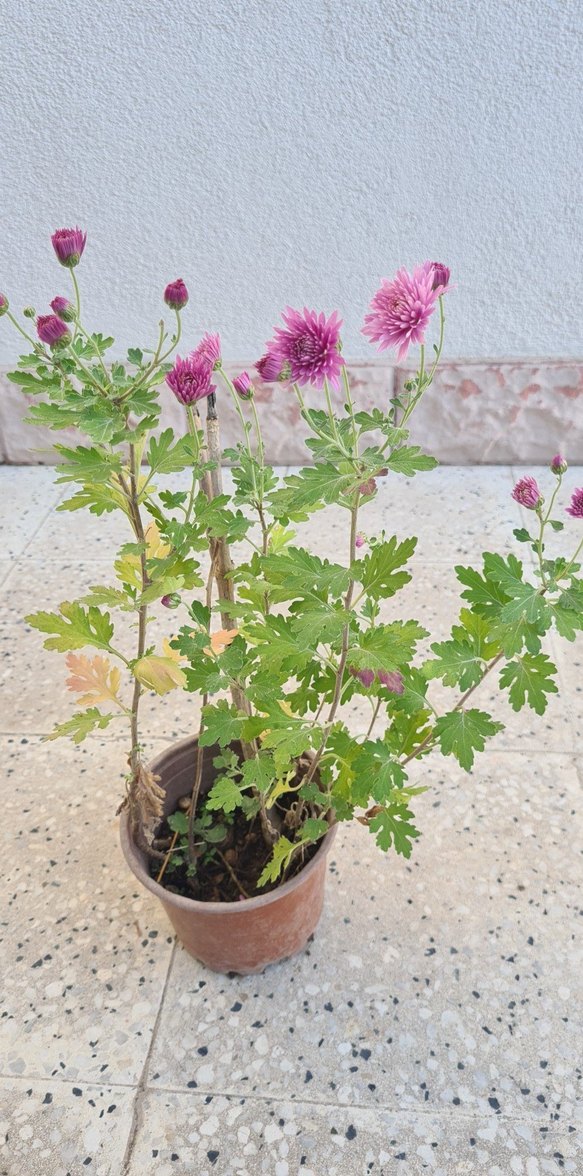 Kasımpatı - Görsel 2