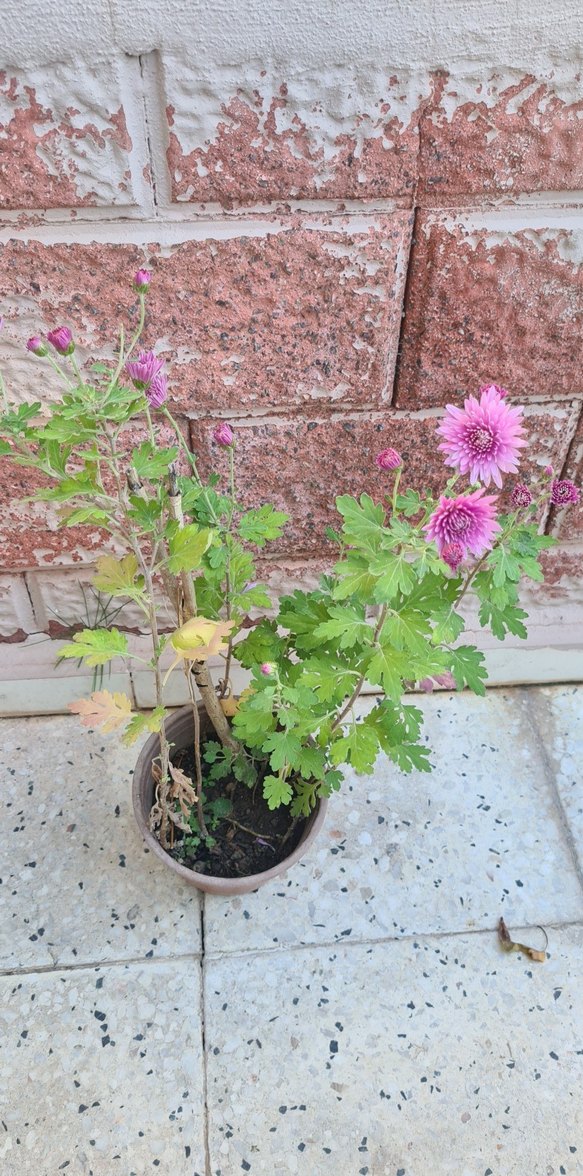 Kasımpatı - Görsel 4