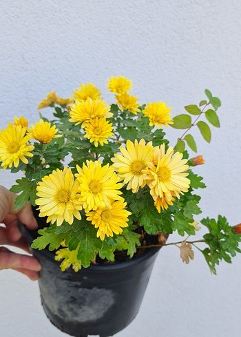 Kasımpatı - Görsel 2