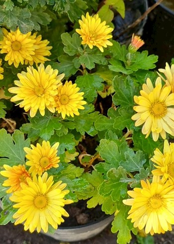 Kasımpatı - Görsel 3