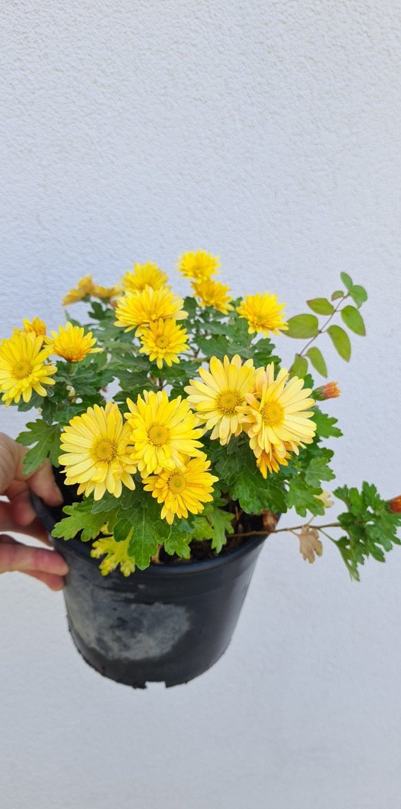 Kasımpatı - Görsel 2