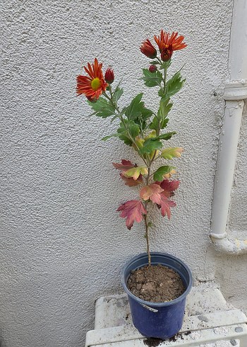 Kasımpatı - Görsel 3