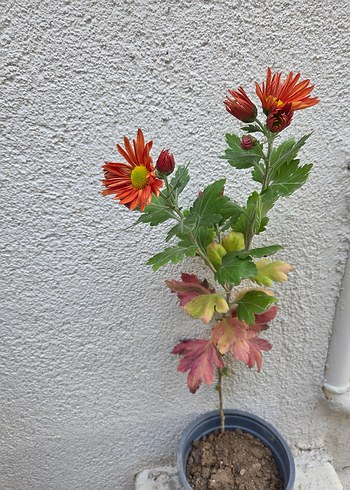 Kasımpatı - Görsel 4